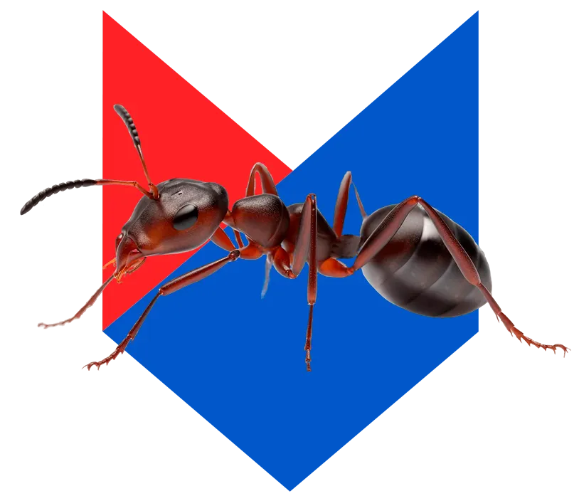 Муравей